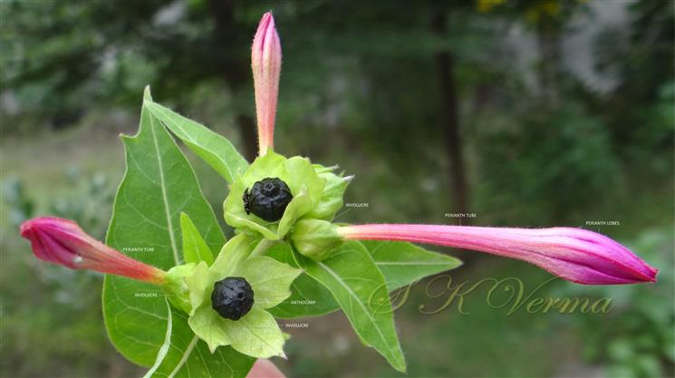  Flowers and Fruits and Involucre